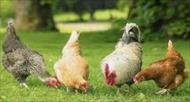 پاورپوینت پرورش مرغ بومی (41 اسلاید)